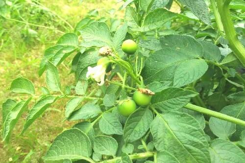 감자꽃-따주기-감자열매-알-덩이줄기-굵은-감자-재배방법