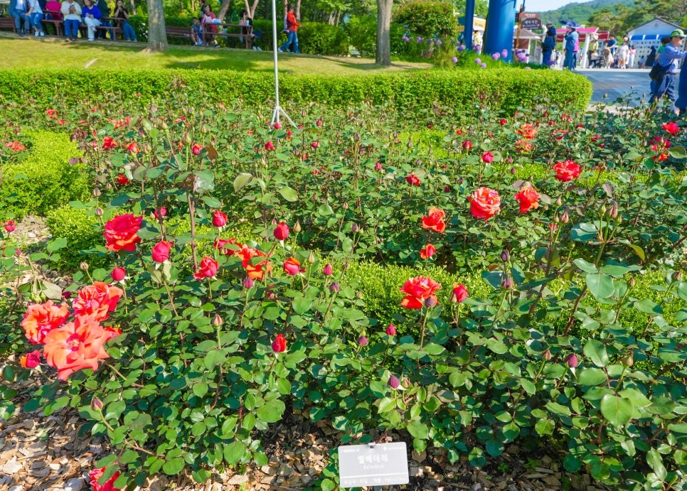 서울대공원 장미축제