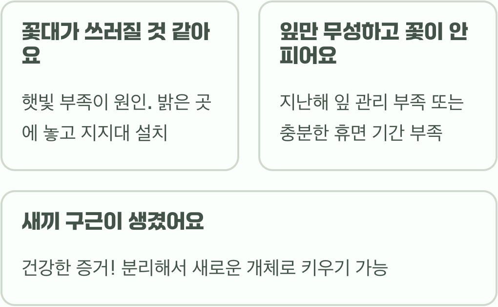 초보자도 성공하는 아마릴리스 키우기&amp;#44; 구근 심기부터 꽃 피우기까지 A to Z