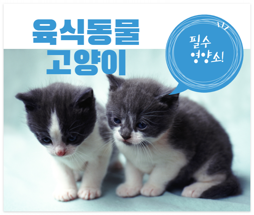 육식동물 고양이의 필수 영양소에 대해 알아본다