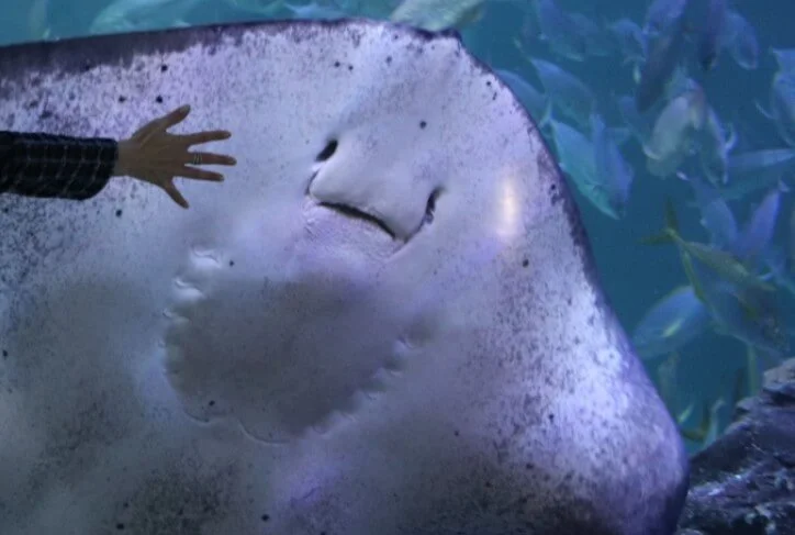 아쿠아플라넷_가오리