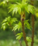 엄나무 효능 부작용