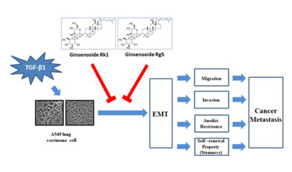 홍삼의 대사 과정