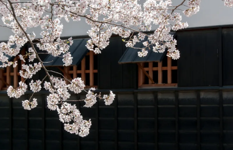 벚꽃 보러가기 해외 여행지 2탄 - 4