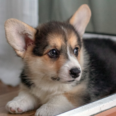 어딘 가를 바라보고 있는 우울한 표정의 강아지