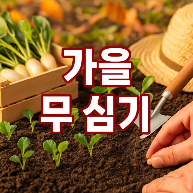 가을 무 심기 시기와 방법 총정리! 지역별 심는 법, 수확 시기, 토양 준비, 품종 선택까지 완벽 가이드. 관련사진
