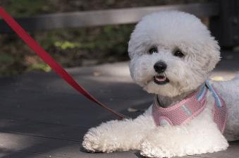 반려동물행동지도사