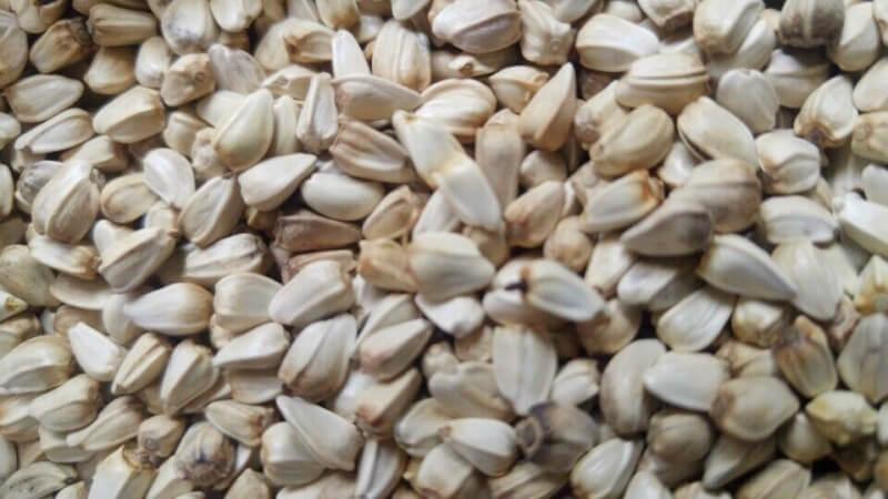 잇몸에-좋은-음식-홍화씨