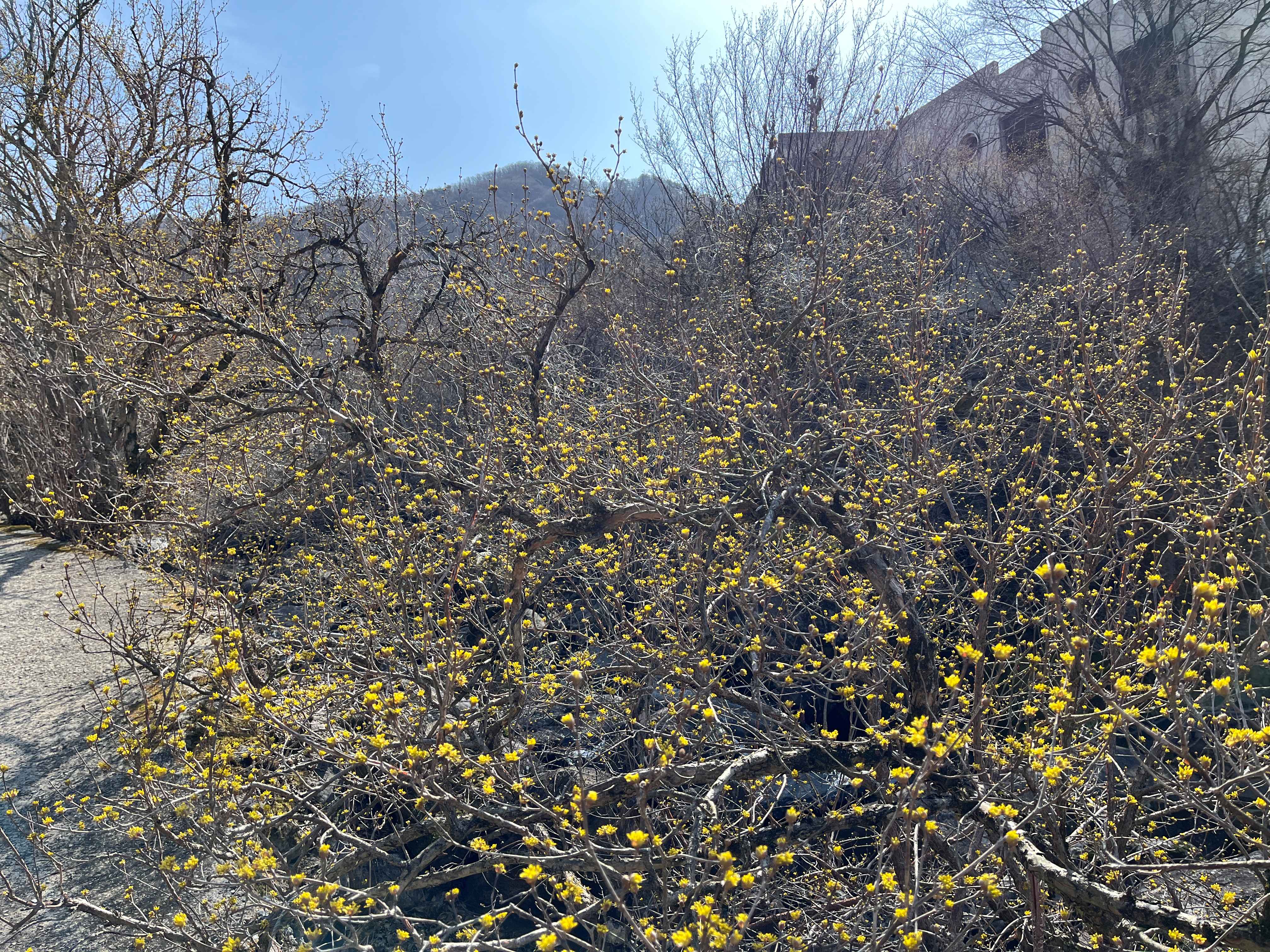 구례 산수유마을