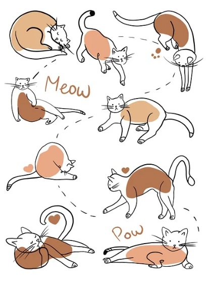 고양이의 꼬리 언어, 진짜 마음을 말하다