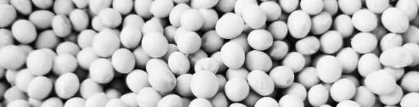 메주콩 삶기: 메주콩 심는시기