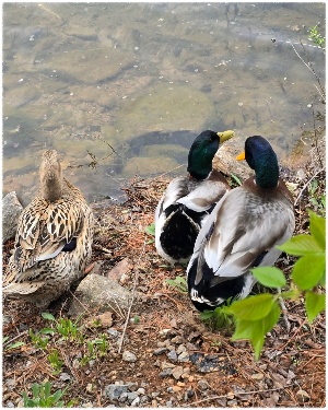 마장호수 출렁다리