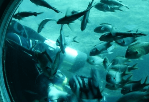 잠수함-물속모습