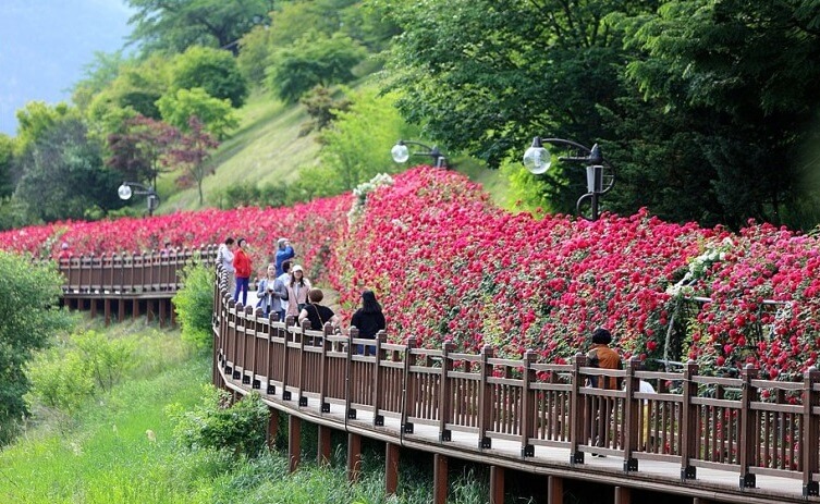 5월 단양 장미 명소 소금정장미공원 장미터널 사진