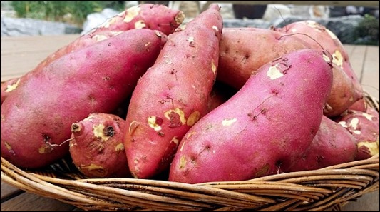 고구마 효능 (3)