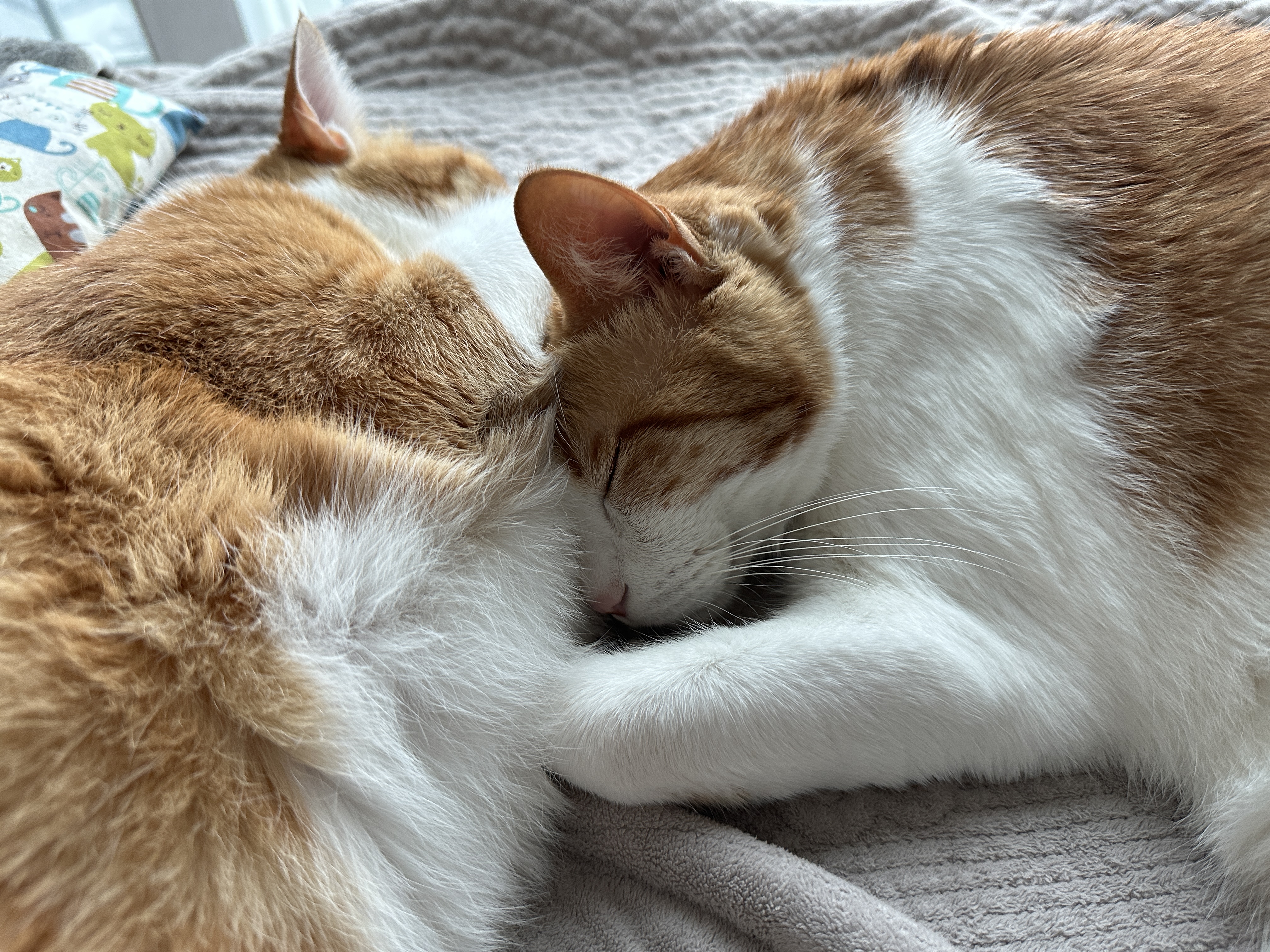 사이좋은_호야와_막둥이