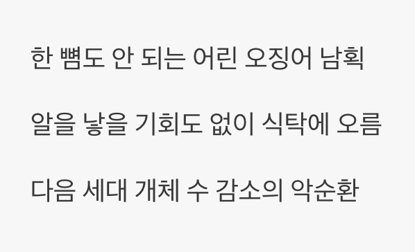 총알오징어의 눈물, 너무 빨리 잡혀요