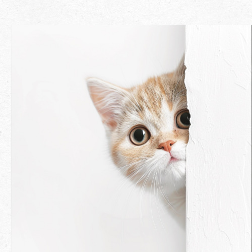 고양이와 집사의 따뜻한 교감 표현