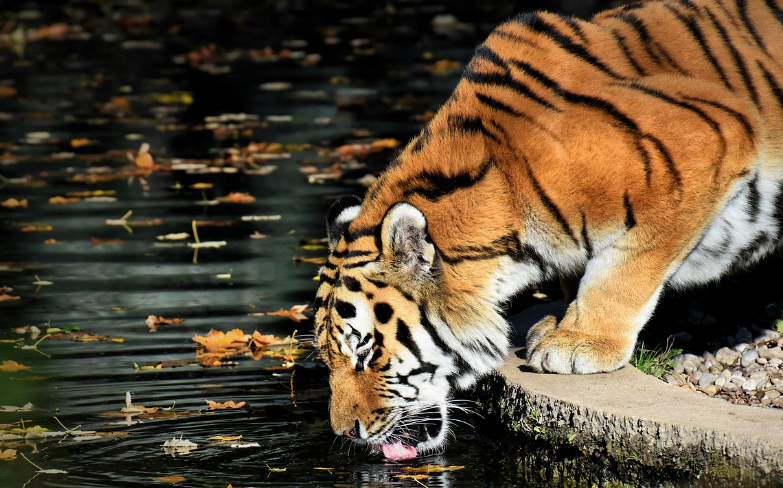 23년 호랑이띠 운세