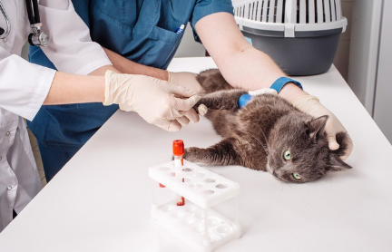 의사 두 명에게 압도당하는 고양이.