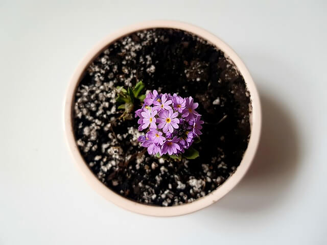 욕실 속 마이크로 가든 만들기