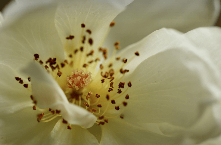 삼척장미축제 일정 입장료 주차장 관람꿀팁