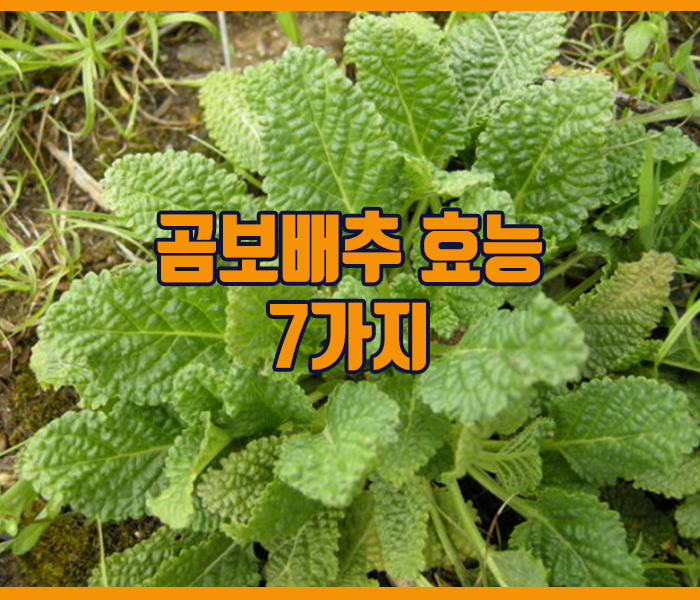 곰보배추 효능 7가지 정리