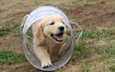 강아지 종합검진관련사진