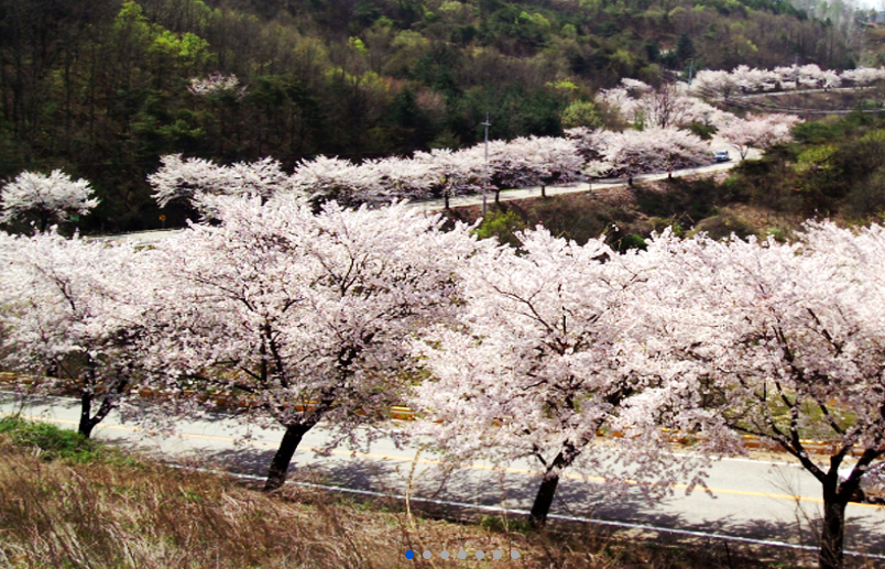 2026 제천청풍호벚꽃축제 프로그램 일정