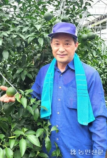 레드향 재배 착과 조절 잎 관리 하우스 온도_12