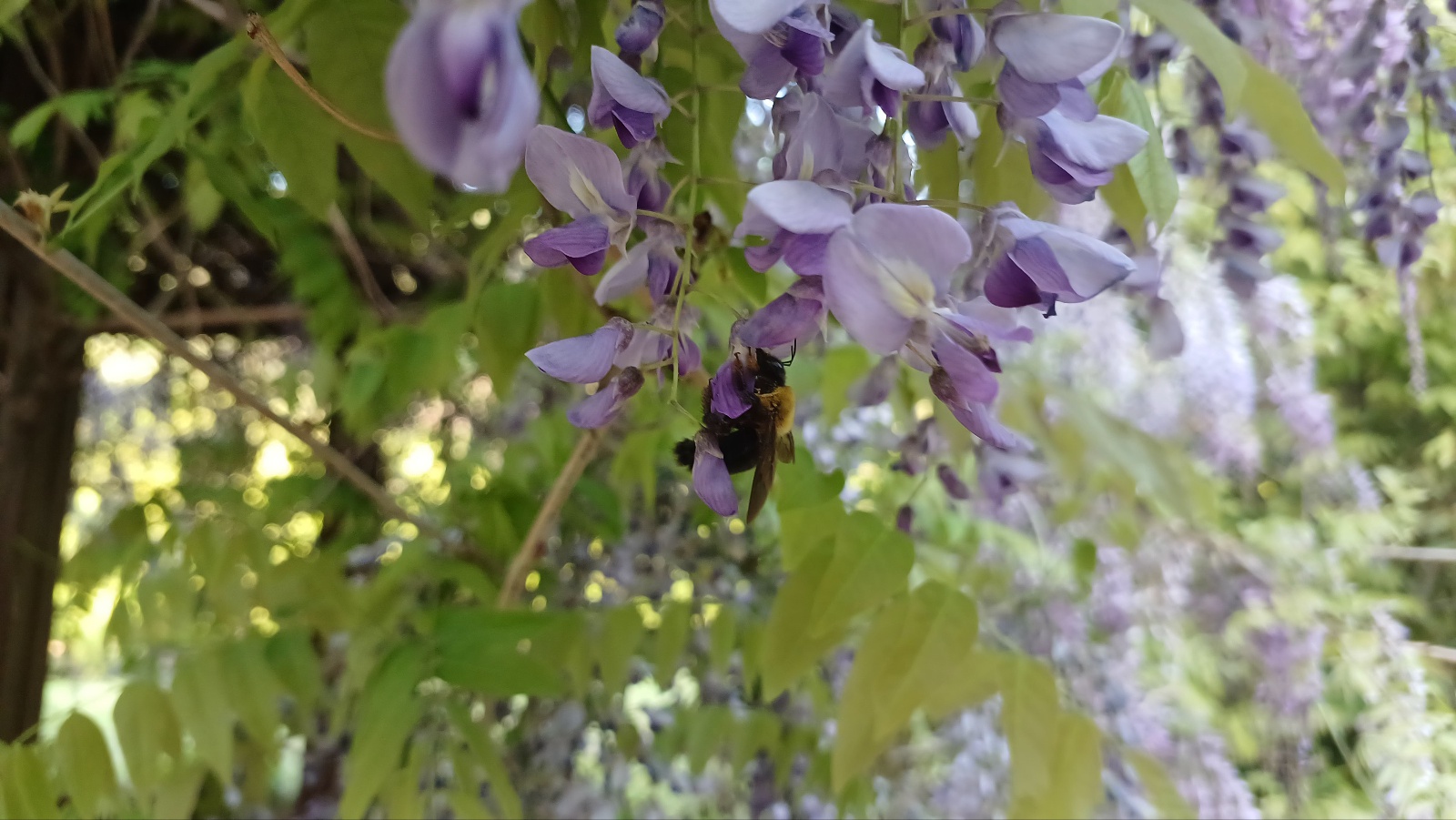 밀양댐 생태공원 등나무꽃7