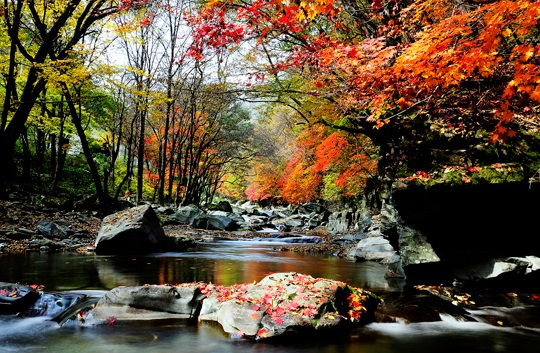 2024 내장산 단풍시기