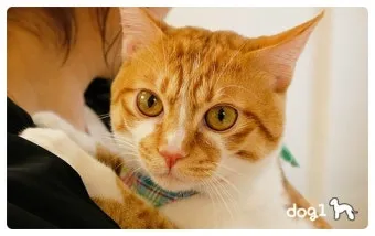 코숏 고양이 털색깔 종류 성격 수명_9