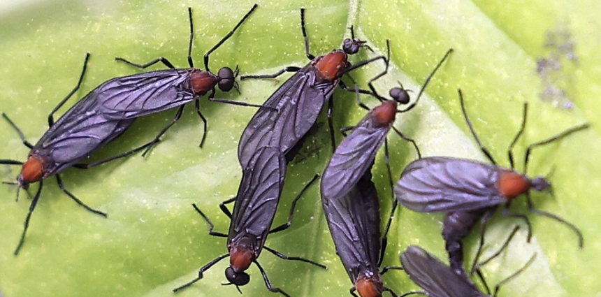 러브버그 퇴치방법 출몰시기 익충 수명 총정리