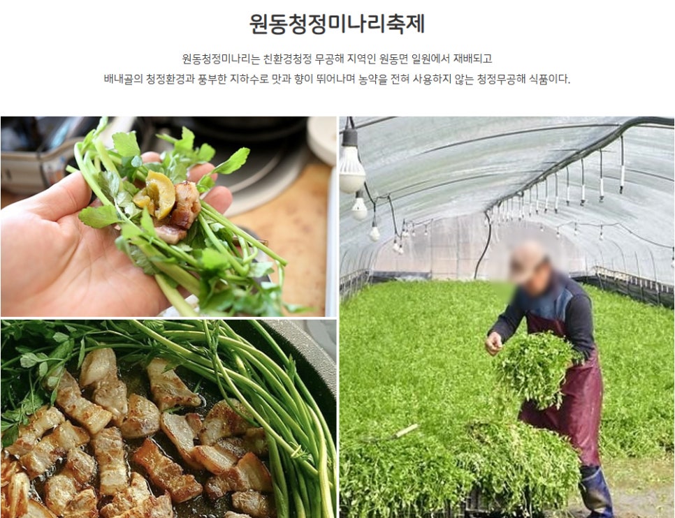 원동청정미나리축제 소개와 미나리 요리 및 재배 모습.