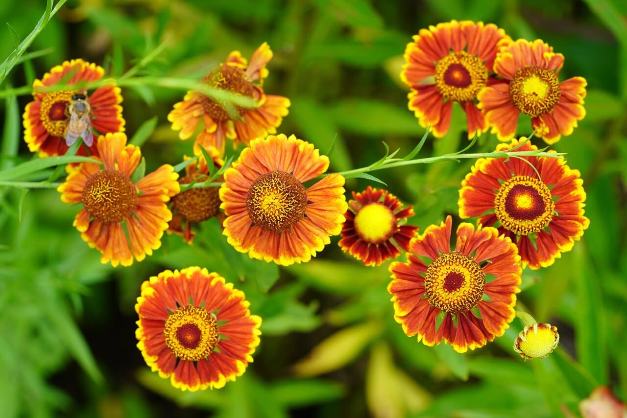 프로폴리스 복용법과 주의사항