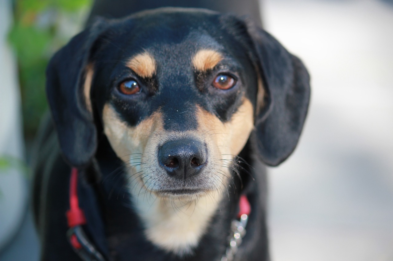 맨체스터 테리어(Manchester Terrier)