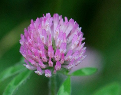 가을에 피는 꽃 토끼풀