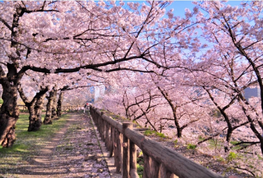 벚꽃 명소에 가서 찍은 사진