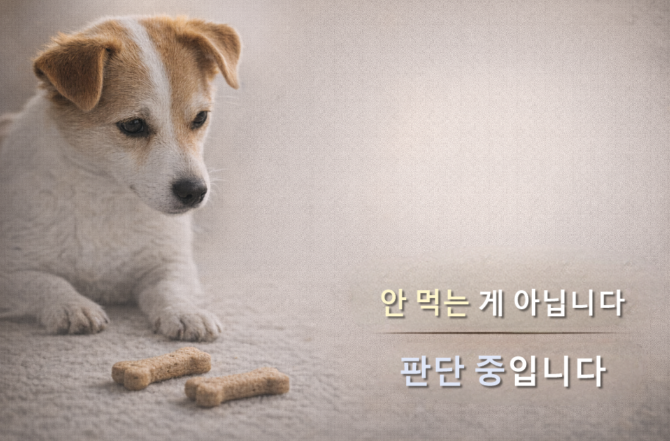 강아지가 간식을 받아도 바로 먹지 않는 행동의 의미 /입맛 문제가 아니라, 판단이 먼저 작동한 순간입니다