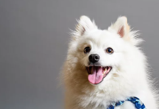 스피츠/출처:어도비스톡