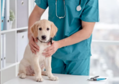 강아지 치료받는 사진/출처:어도비스톡