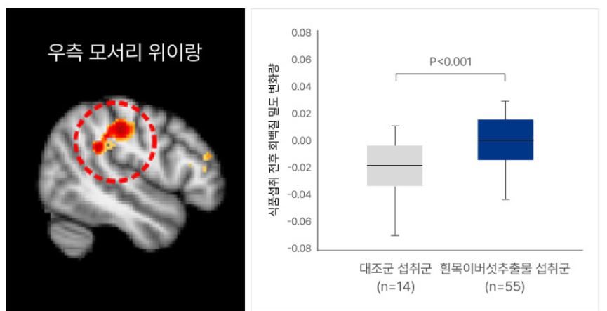 흰목이버섯 효소분해추출물의 특징,효능, 제품추천