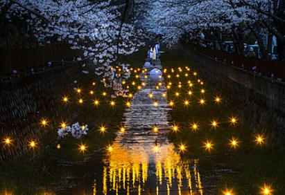 진해군항제 벚꽃 축제