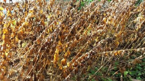 도라지-백도라지-수확시기-수확적기