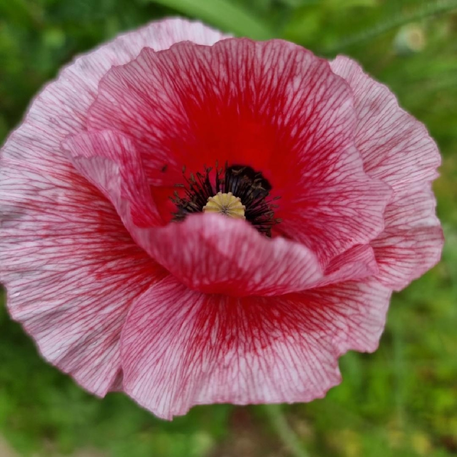 원주 용수골 꽃양귀비 축제