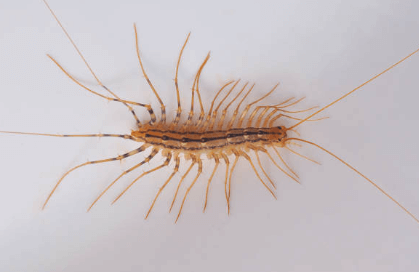 돈벌레 생기는 이유