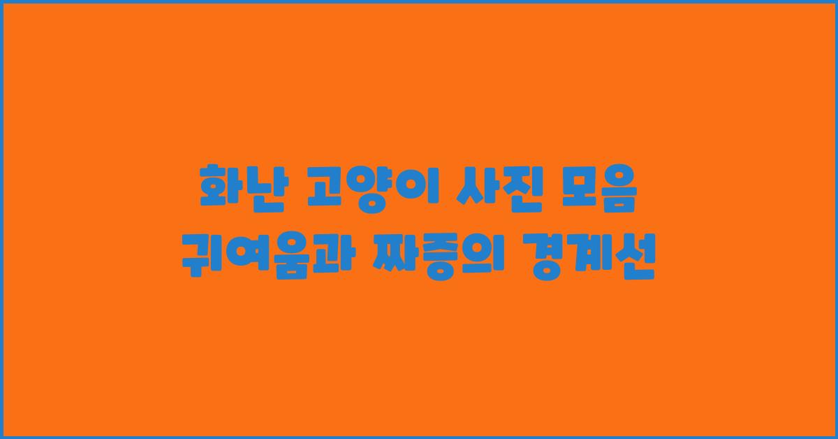 화난 고양이 사진