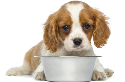 강아지와 밥그릇