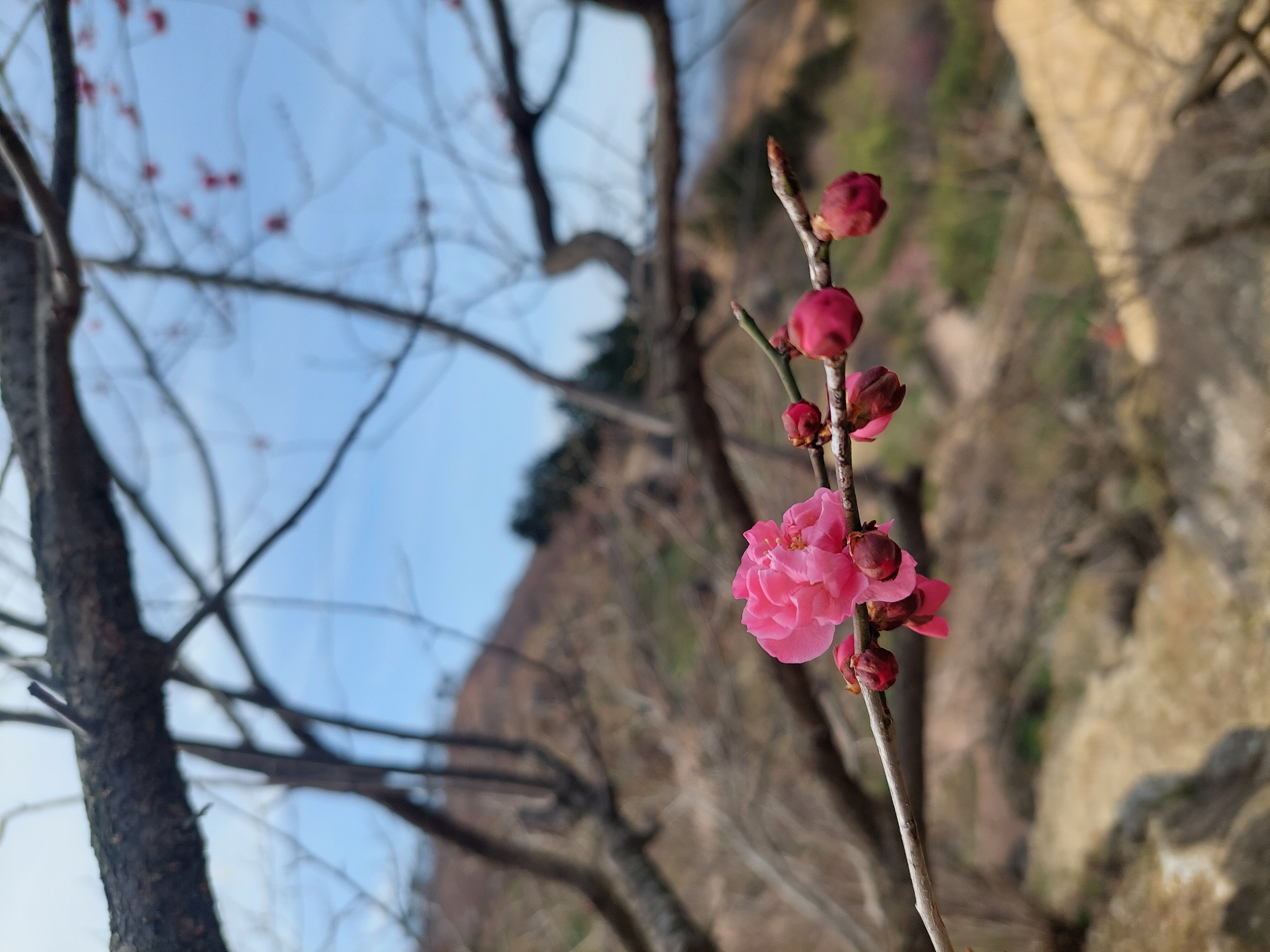 쫓비산